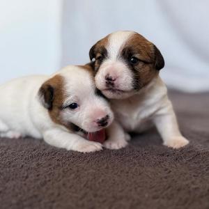 3 týdny / 3 weeks 