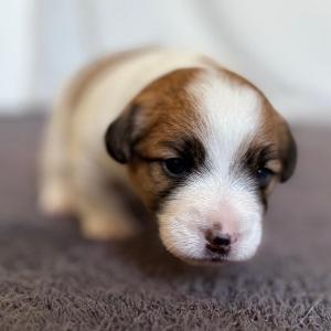 3 týdny / 3 weeks
