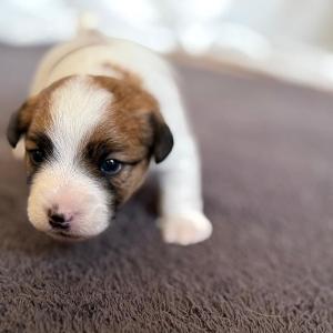 3 týdny / 3 weeks 