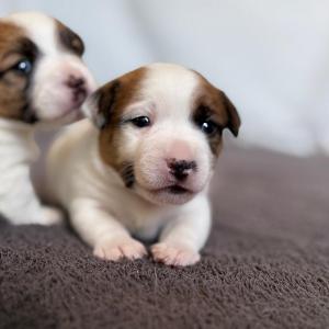 3 týdny / 3 weeks